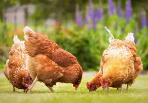 Lire la suite à propos de l’article Les 3 meilleures façons de garder vos poules heureuses et en bonne santé