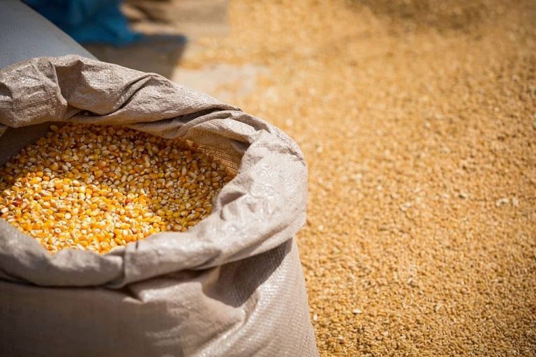 Alimentation des cailles : granulés, protéines et compléments