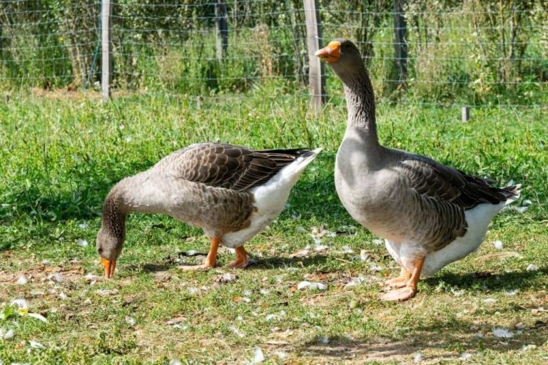 Combien faut t-il d'oies pour un jars ? Conseils