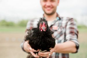 Lire la suite à propos de l’article 4 maladies que les poules transmettent aux humains : les zoonoses
