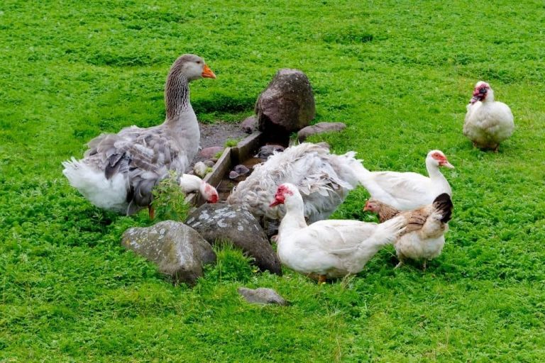 Oies pour protéger les poules : efficacité et limites