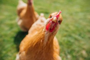 Lire la suite à propos de l’article Les 8 meilleurs conseils pour élever des poules