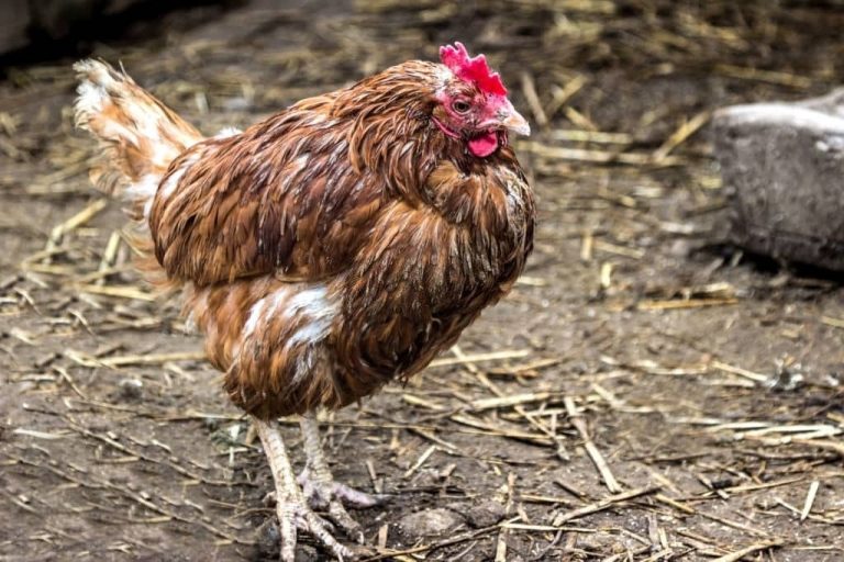 Les poules savent-elles nager ? Risques et précautions