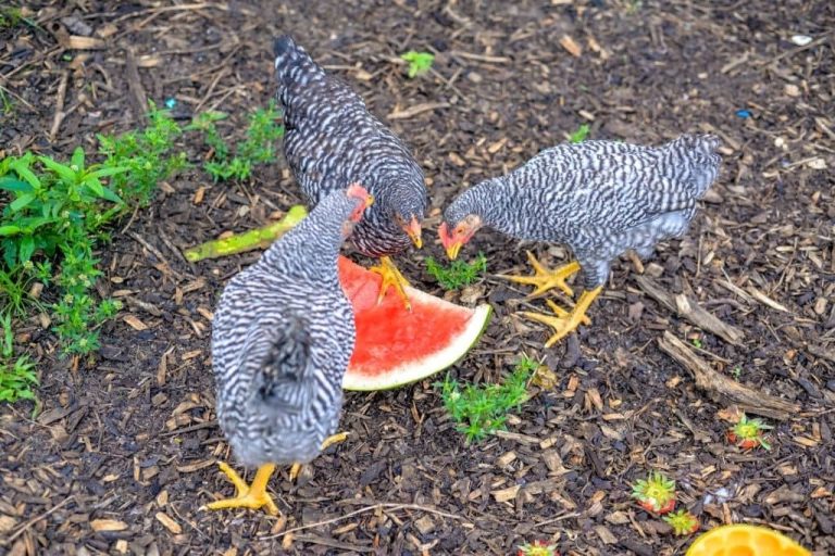 5 mauvaises habitudes alimentaires qui ruinent la ponte de vos poules