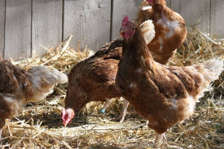 Poules et chaleur : protéger le poulailler en été