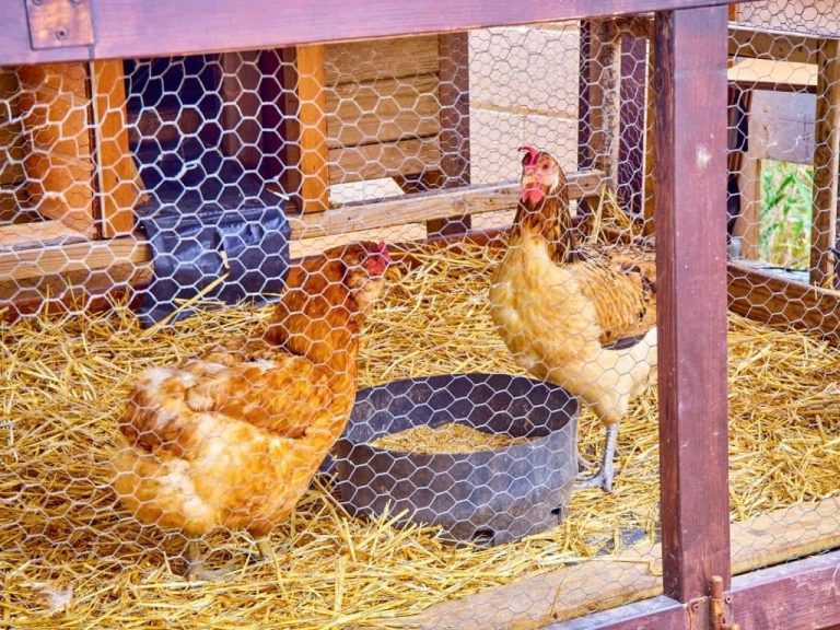 Poule de réforme : adopter, soigner et relancer la ponte