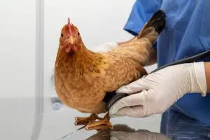 Lire la suite à propos de l’article Comment avoir des poules en meilleure santé ? 6 méthodes