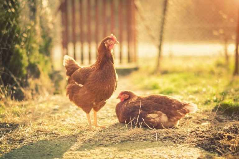 Vermifuge pour poules : naturel, chimique et calendrier de traitement