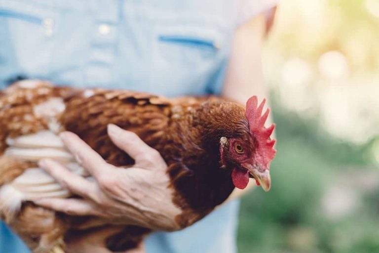 Comment connaître l&rsquo;âge d&rsquo;une poule : 5 indices fiables