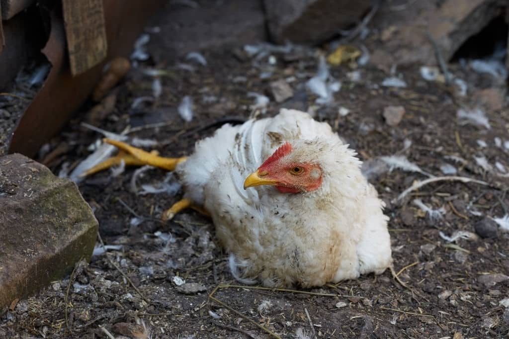 Comment identifier, traiter et prévenir les poux des poules ?