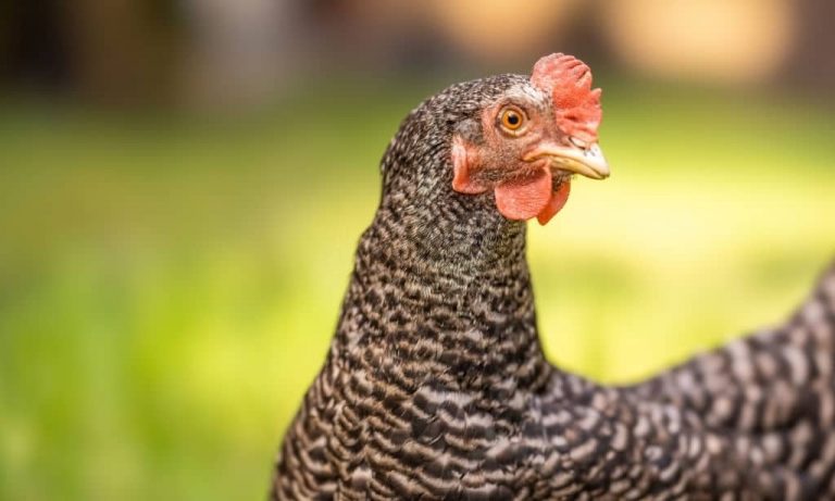 Les vrais inconvénients d&rsquo;avoir des poules dans son jardin