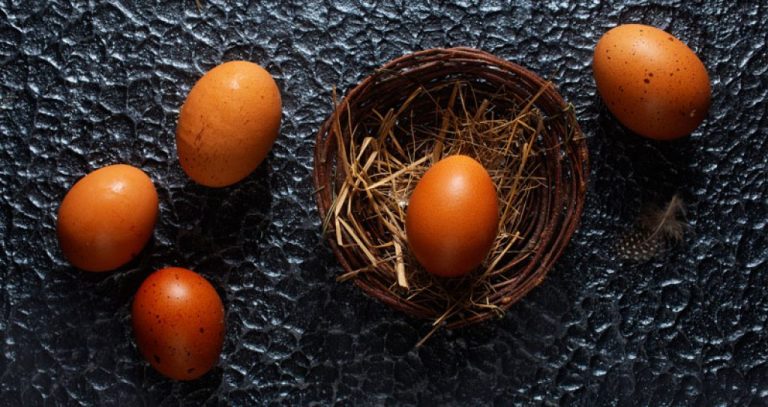 Combien d&rsquo;oeufs une poule pond par jour : chiffres par race