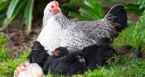 Lire la suite à propos de l’article Les différences entre les poules pondeuses et les poules reproductrices