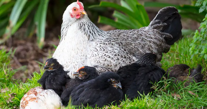 Les différences entre les poules pondeuses et les poules reproductrices