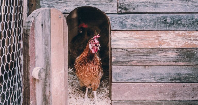 Comment dorment les poules : perchoir, sommeil et conditions idéales