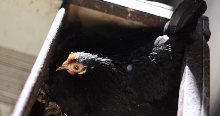 Grippe et maladies respiratoires des poules : symptômes et traitements