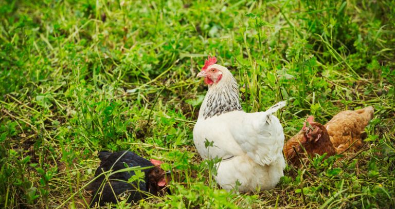 Combien de temps vit une poule ? Durée de vie par race