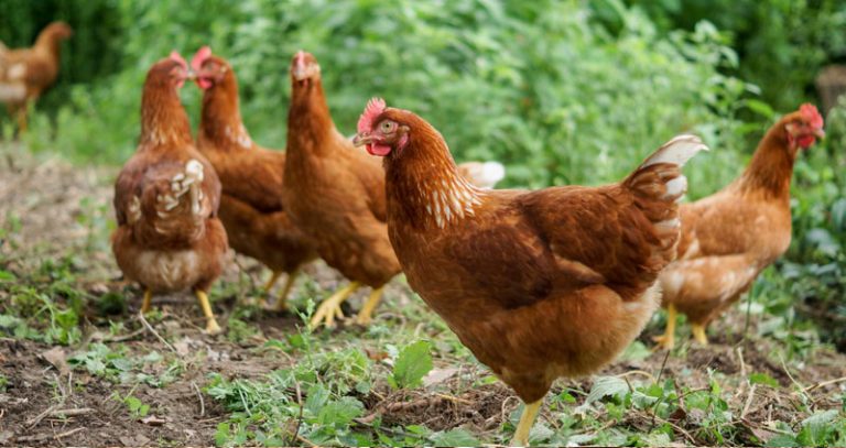 Poules en liberté : espace, sécurité et races adaptées
