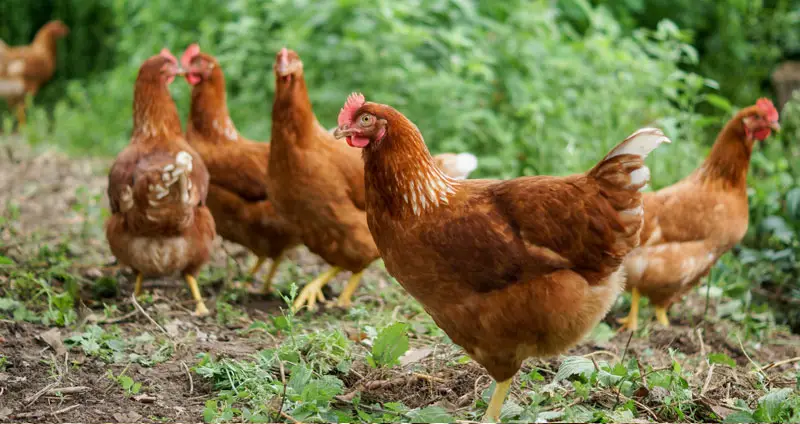 Comment élever des poules en liberté ? Conseils