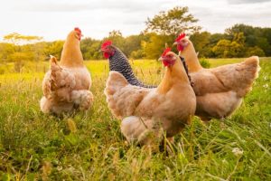 Lire la suite à propos de l’article Comment s’occuper des poules ? Conseils