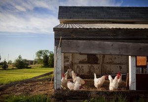 Lire la suite à propos de l’article Comment élever des poules en ville ? 7 Conseils