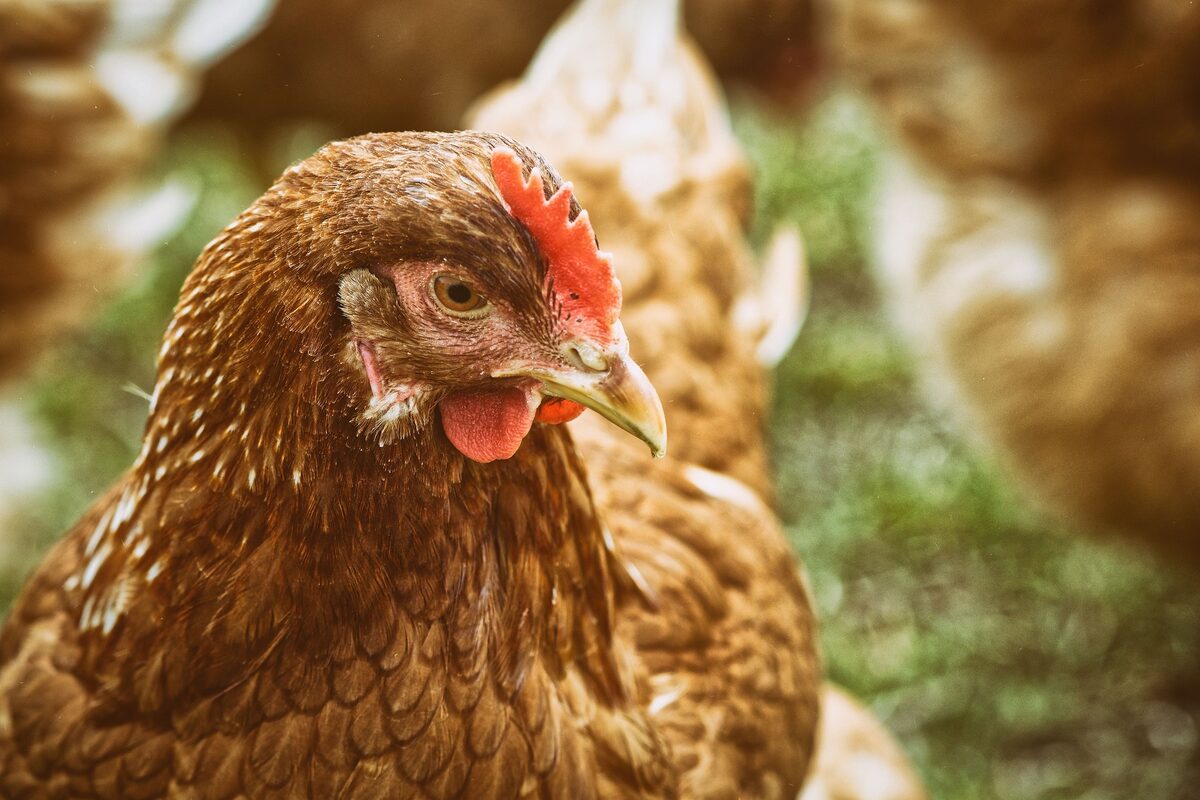 Poule qui prend un bain de poussière dans un trou de terre sèche