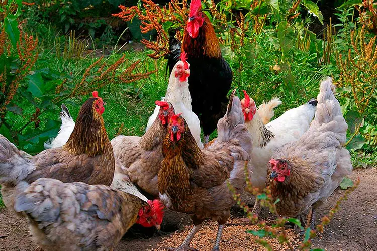 Bain de poussière pour vos poules : comment faire ?