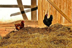 Lire la suite à propos de l’article Fientes de poules : comment l’utiliser dans le jardin ?
