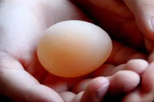 Lire la suite à propos de l’article Pourquoi mes poules pondent-elles des œufs à coquille molle ?
