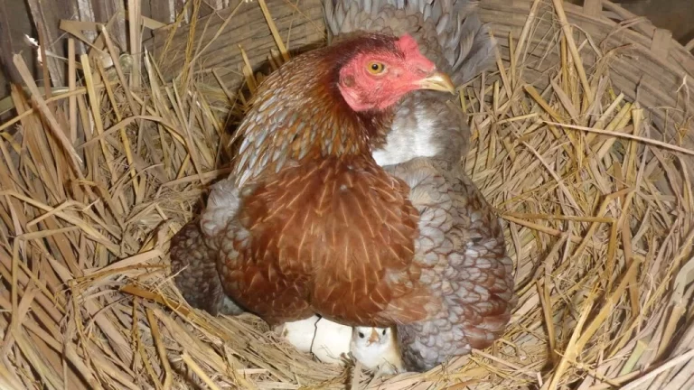 Combien d&rsquo;oeufs une poule peut-elle couver ? Nombre par race