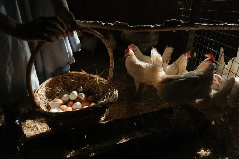 Comment les poules pondent : les 5 étapes de la formation d&rsquo;un oeuf