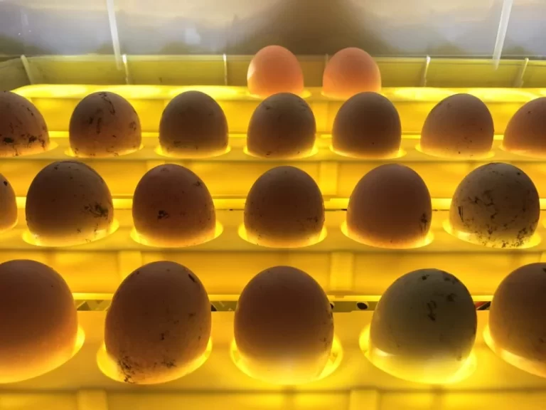Température et humidité d&rsquo;incubation des oeufs de poule