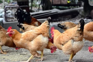 Lire la suite à propos de l’article Les aliments mauvais à ne pas donner aux poules