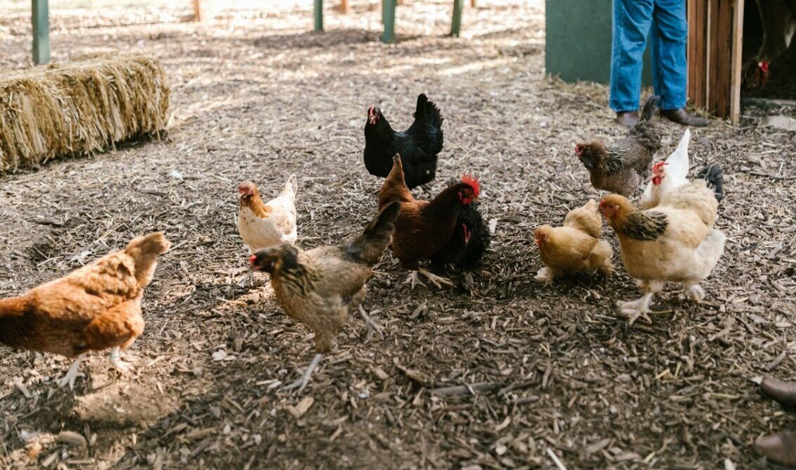 Désinfection d'un poulailler avec pulvérisateur contre les poux rouges