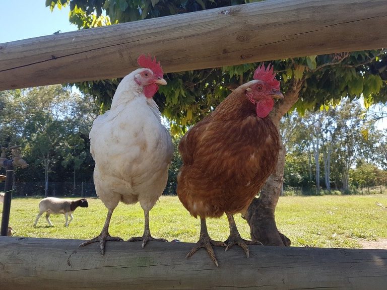 Fabriquer un enclos à poules en grillage : matériaux, dimensions et montage