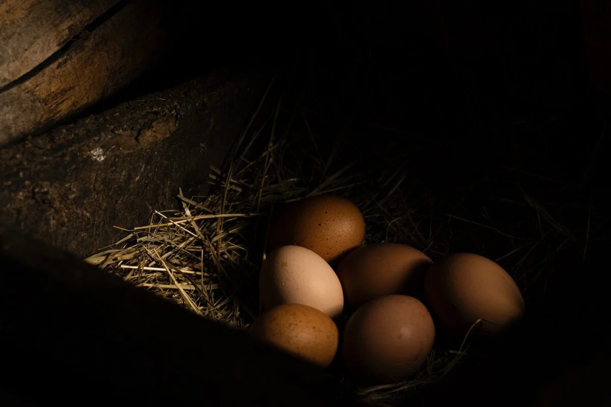 Pondoirs bien aménagés dans un poulailler avec paille fraîche