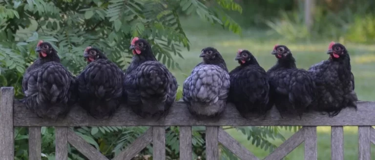Protéger les poules des prédateurs : renard, fouine, rapace