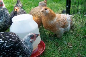 Lire la suite à propos de l’article Quelle quantité d’eau une poule boit-elle par jour ?