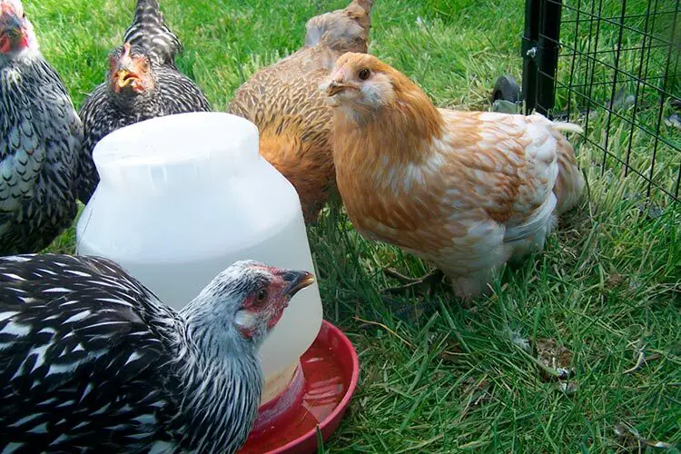 quantité-d'eau-que-boivent-les-poules