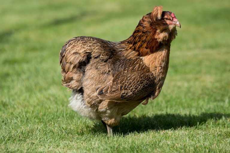 Poule Araucana : la pondeuse aux oeufs bleus