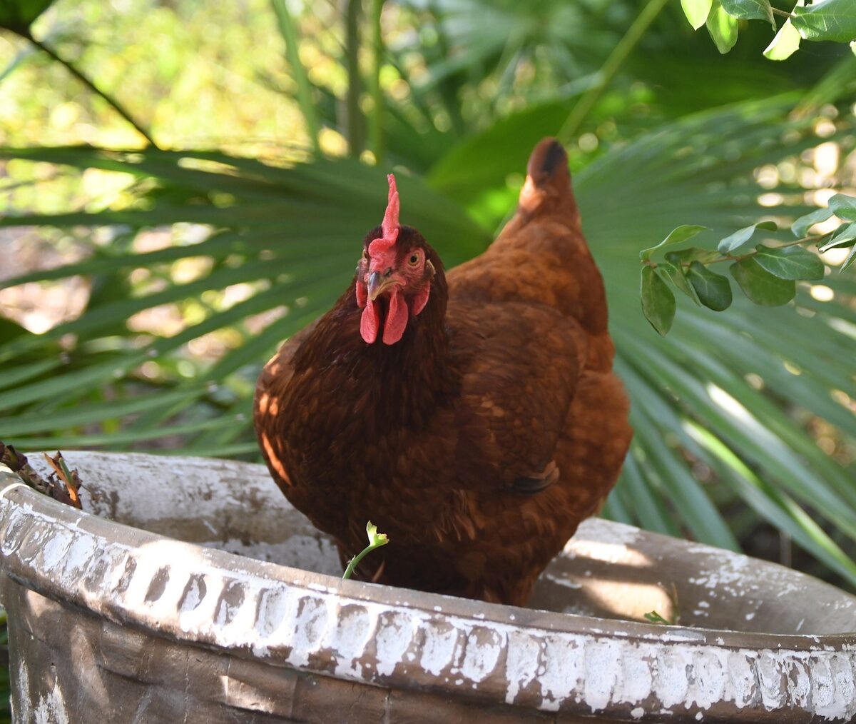 Poule Rhode Island Red avec un gros oeuf brun