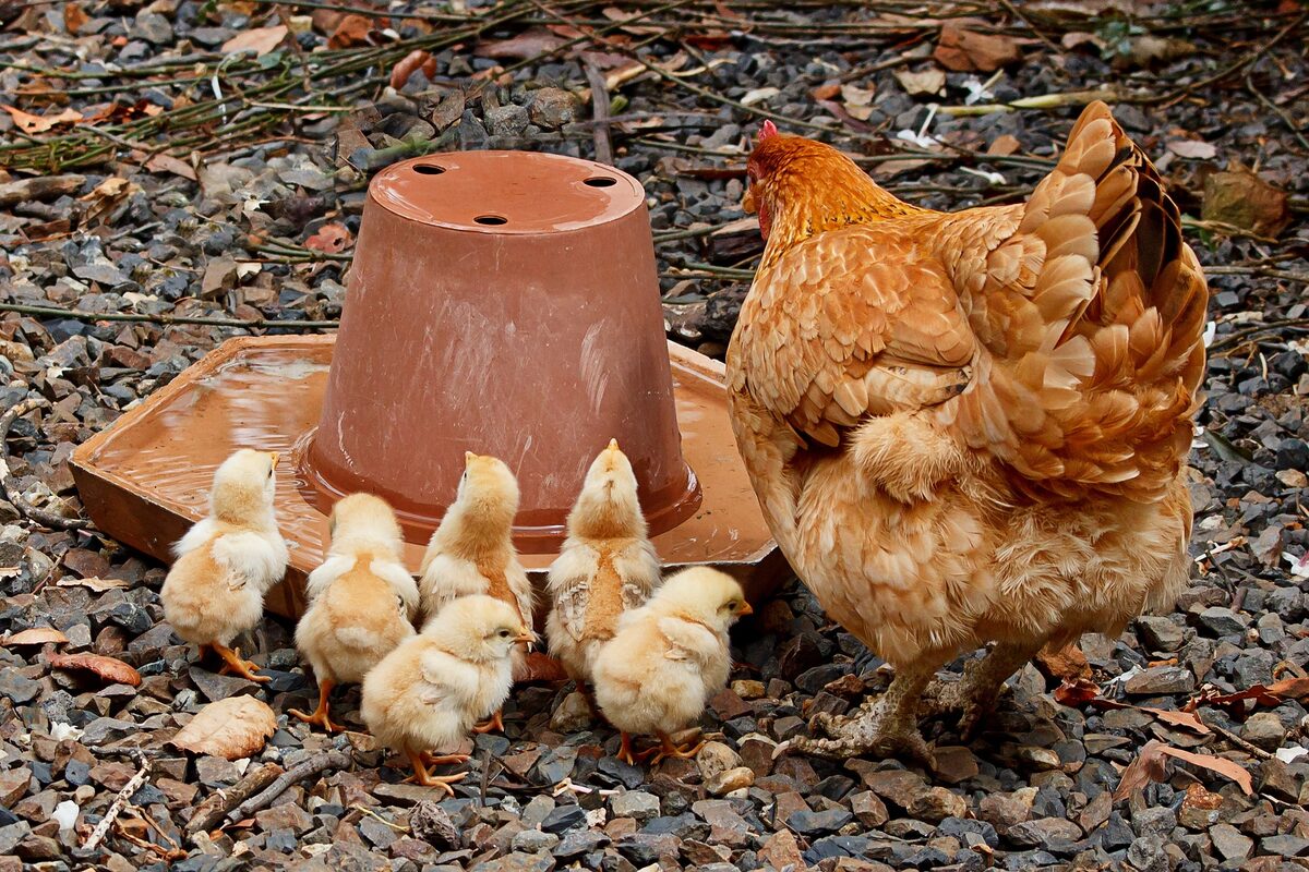 comparatif abreuvoirs poules