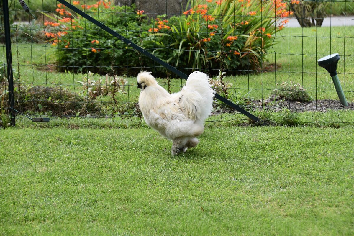Acheter des poules pondeuses chez un éleveur spécialisé