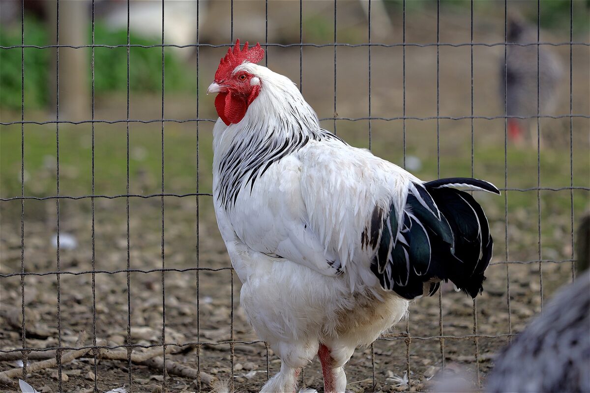 clôture électrique poule poulailler