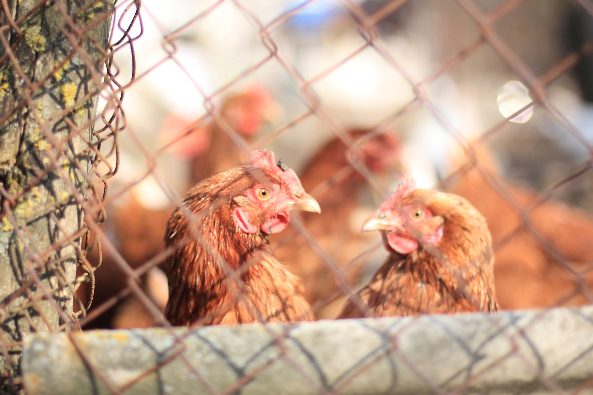 clôture poules électrique