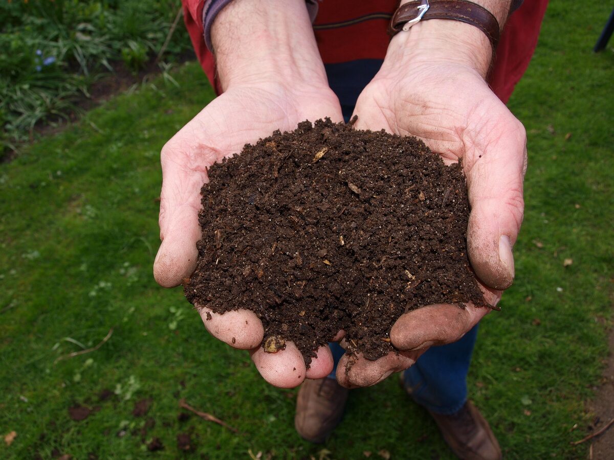 Compost de fientes de poules mûr et prêt à l'emploi