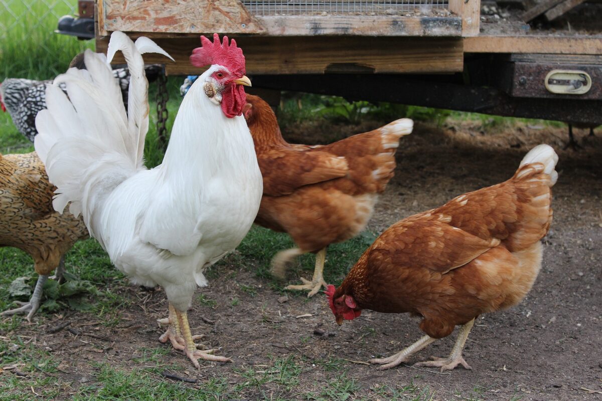 Coq territorial qui protège ses poules