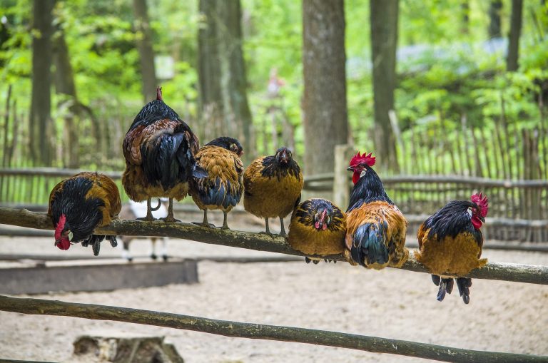 Le coq Brahma : caractéristiques, élevage et variétés