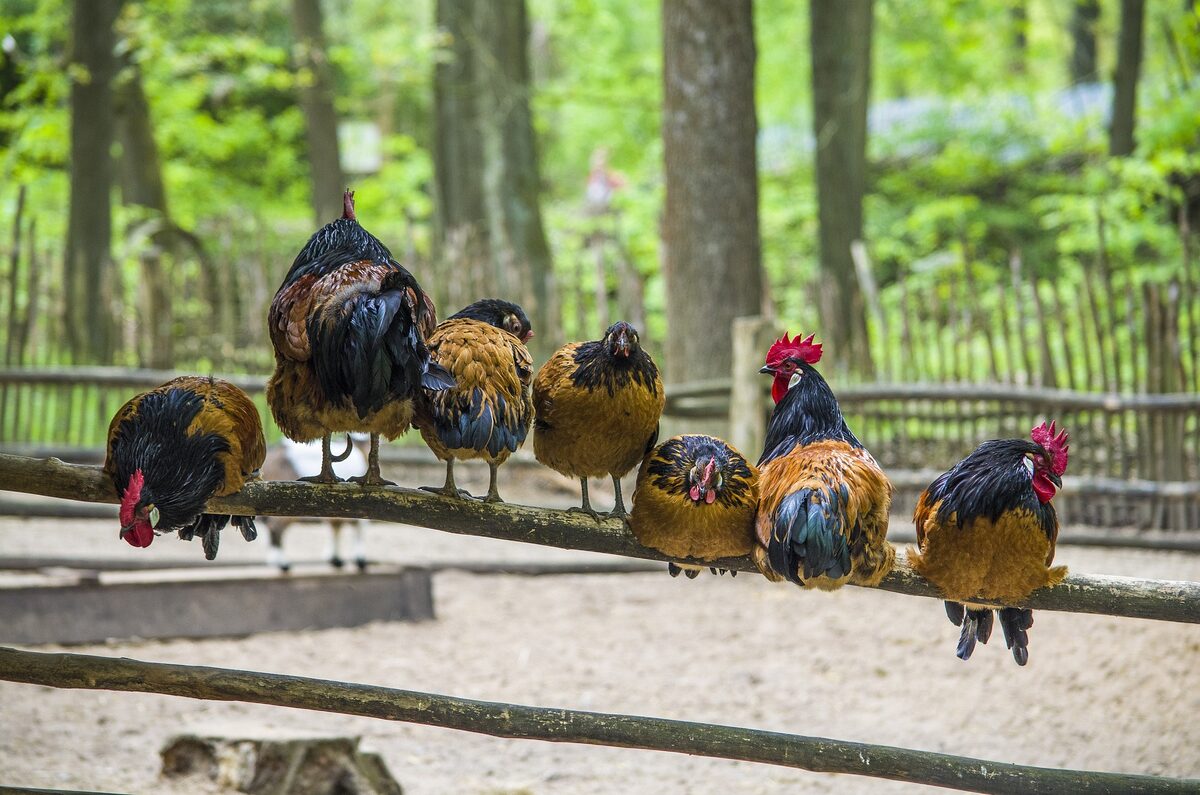 poules perchées perchoir bois