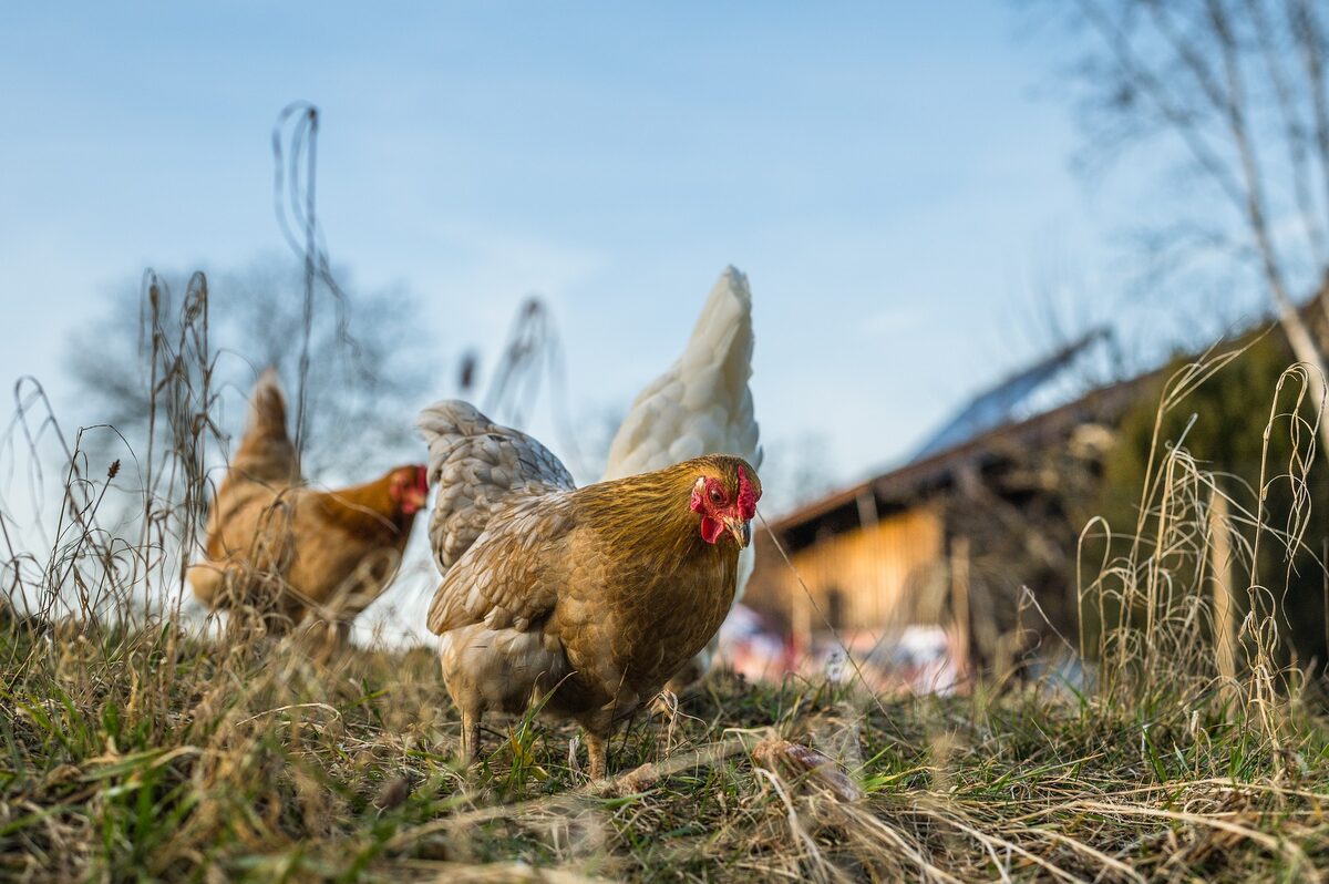 Éleveur débutant qui s'occupe de ses poules pondeuses dans un jardin
